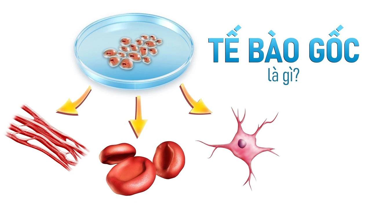 tế bào gốc là gì