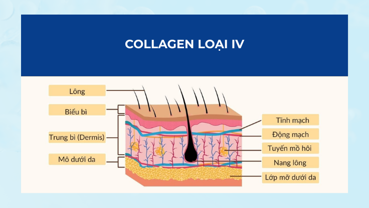 Collagen loại IV là loại collagen nằm giữa lớp biểu bì và trung bì trong da